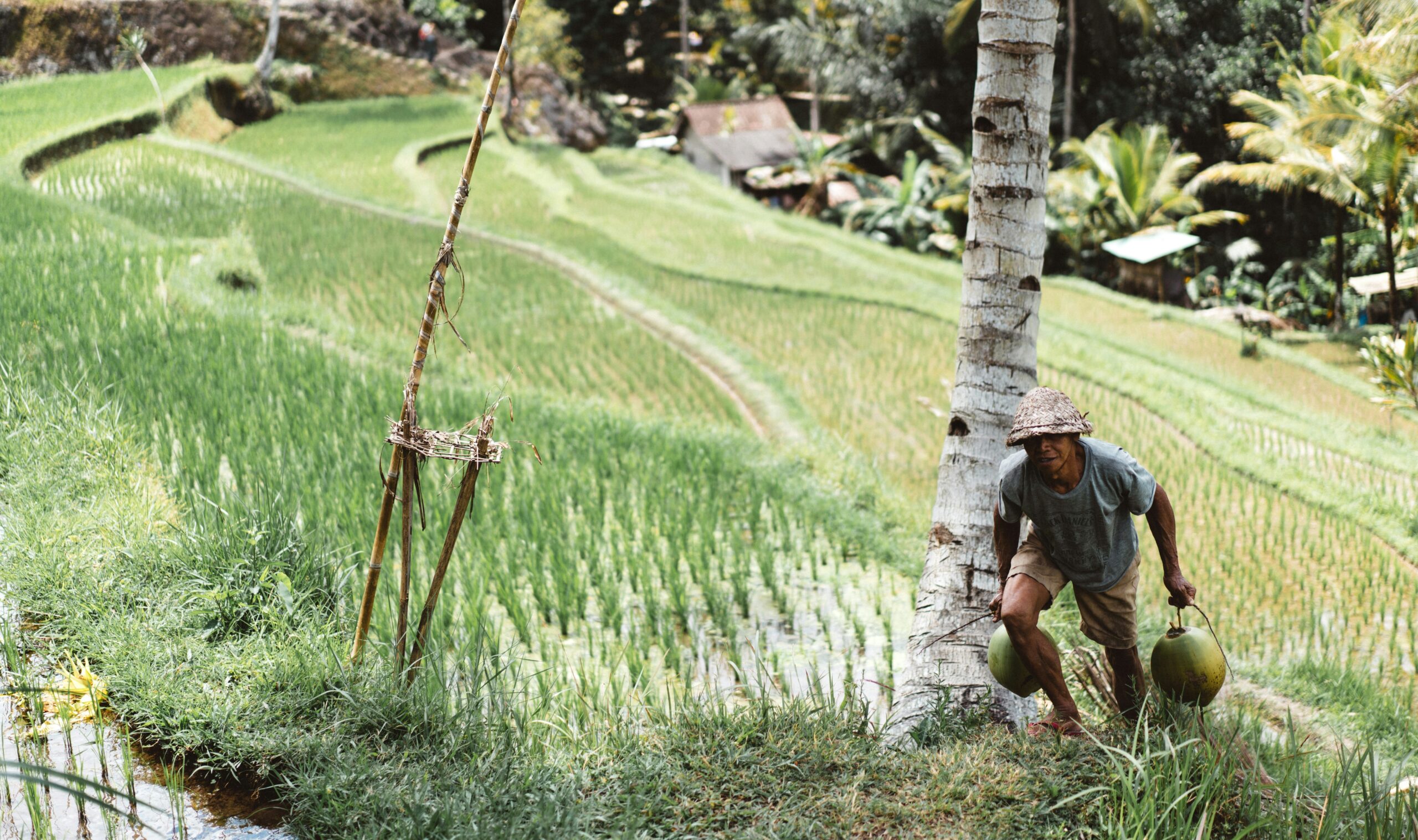 Is the Food Estate Program Worth Continuing to Achieve Food Security?